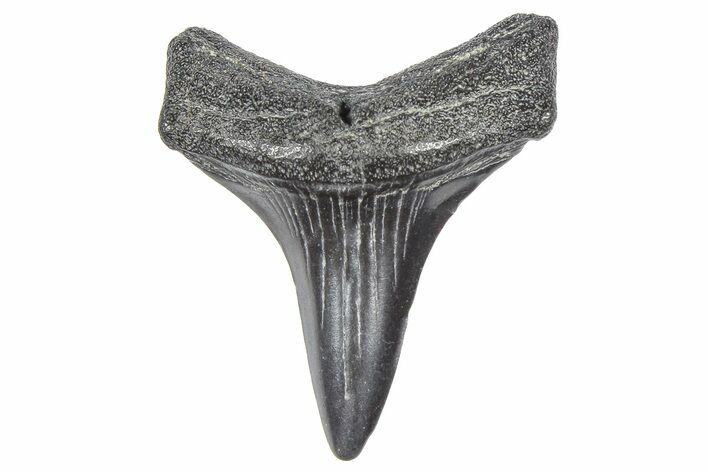 Fossil White Shark Tooth - South Carolina #364389